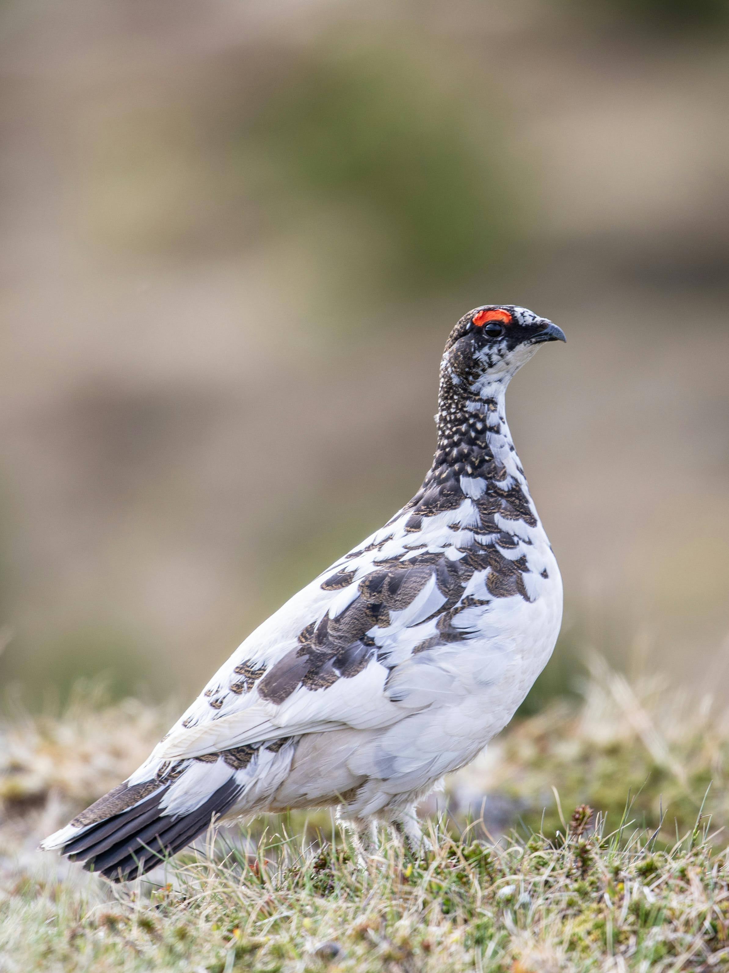 Ptarmigan Bird